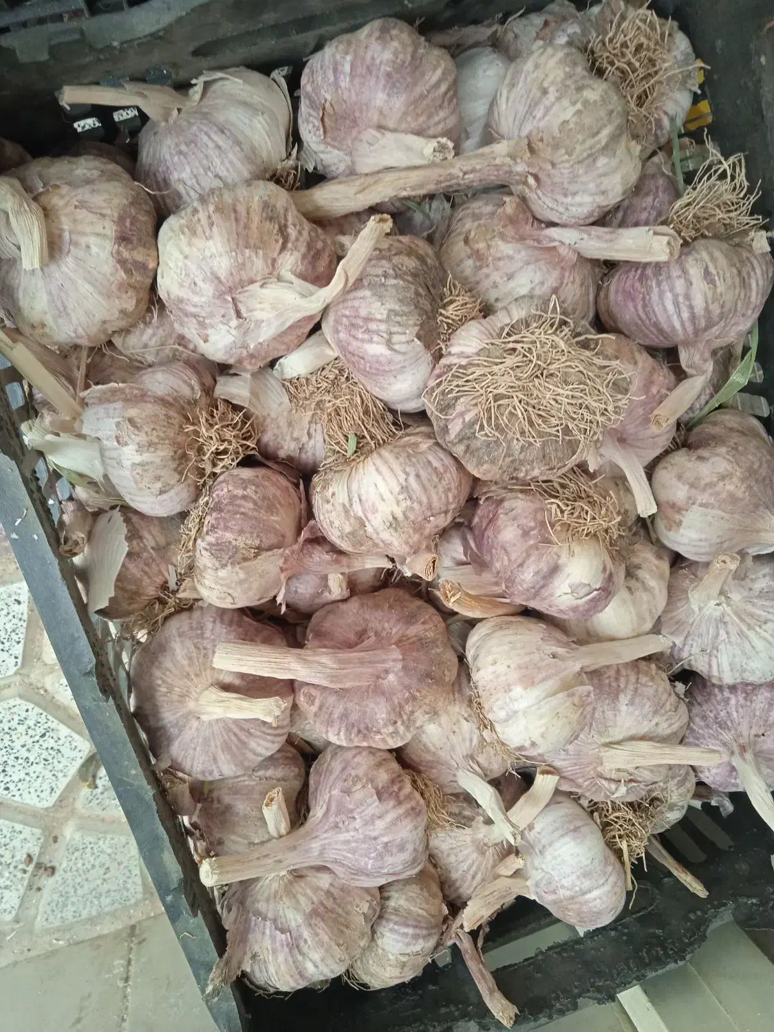 سیر درجه یک  همدان|خوردنی و آشامیدنی|تربت‌حیدریه, باغ سلطانی|دیوار