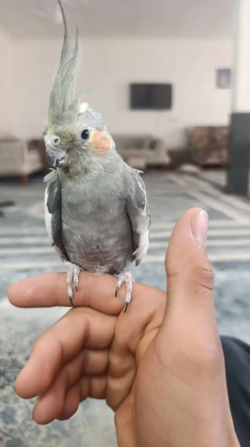 عروسی هلندی|پرنده|سجاس رود, |دیوار