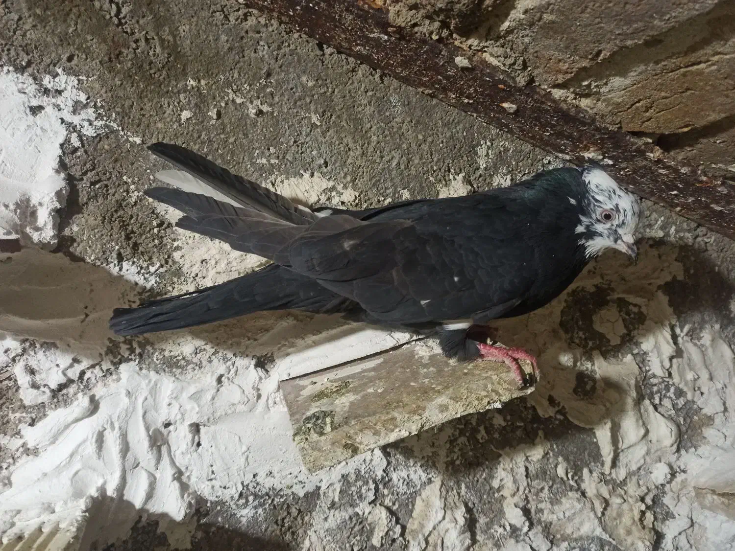 گمشده کبوتر|حیوانات|خرم‌آباد, |دیوار