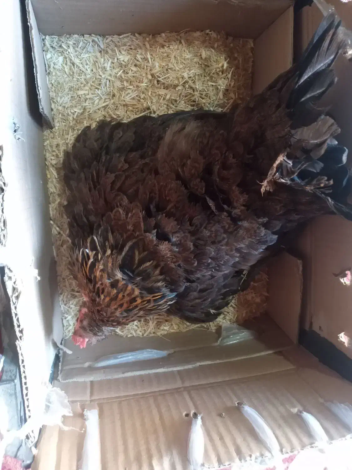 مرغ کرچ محلی اصل|حیوانات مزرعه|کهنوج, |دیوار