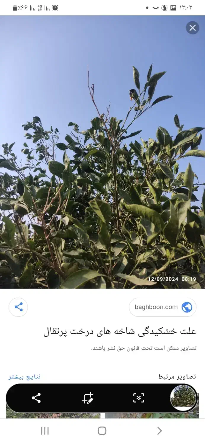 فروش درخت در باغ  چوب لیموشیرین|گل و گیاه طبیعی|جهرم, |دیوار