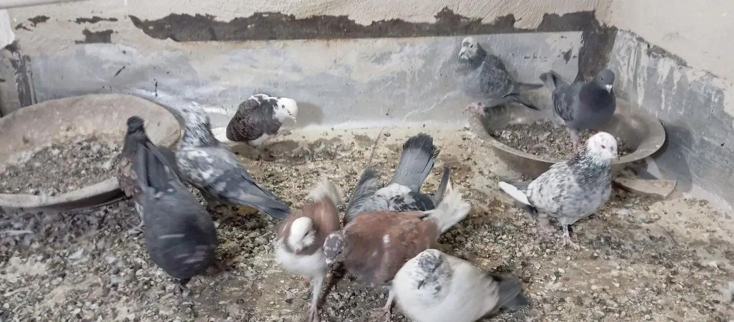 فروش کفتر|پرنده|محلات, |دیوار