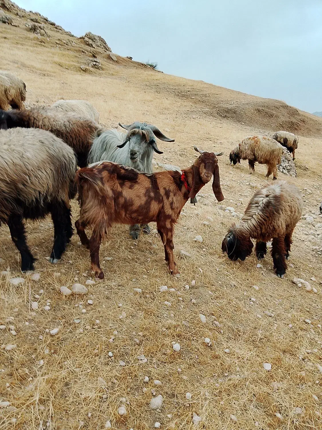 بز داشتی|حیوانات مزرعه|اندیکا, |دیوار