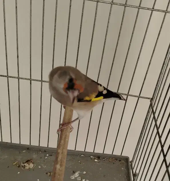 ماده سهره گل بلند|پرنده|کرمان, |دیوار