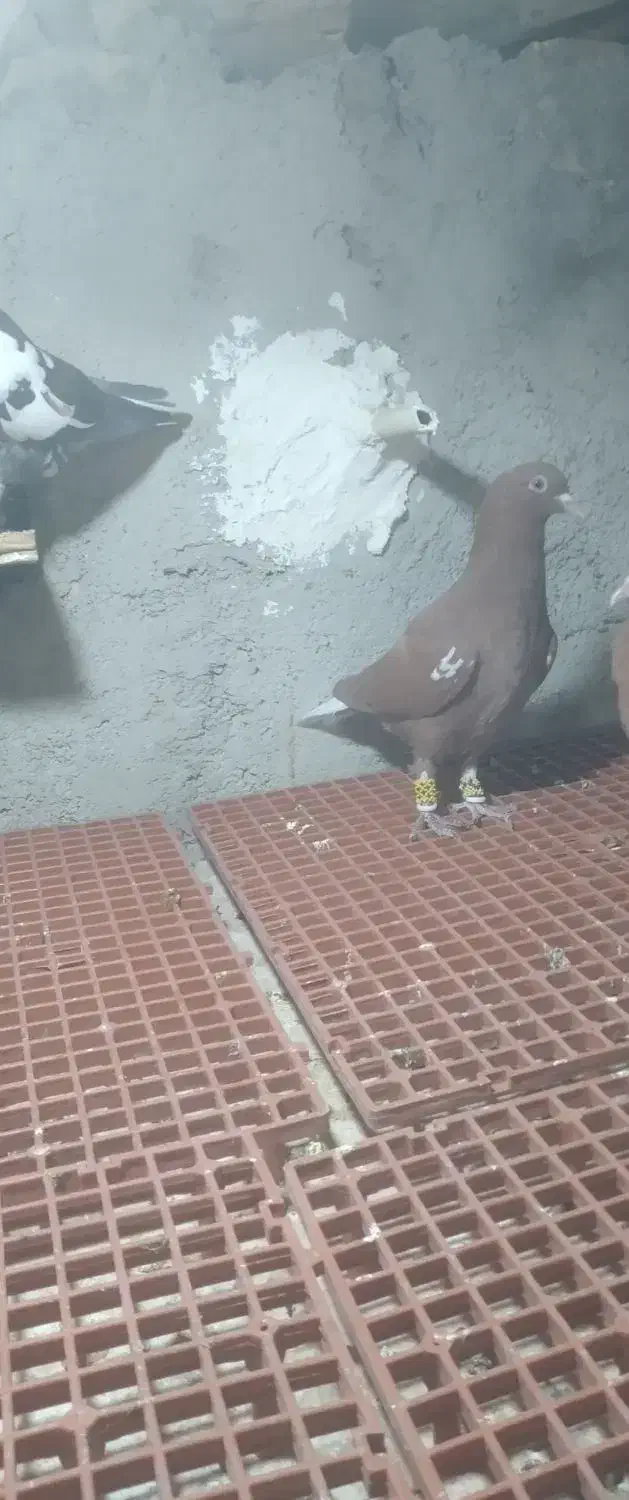 جوجه نر شتری|پرنده|نیمروز, |دیوار