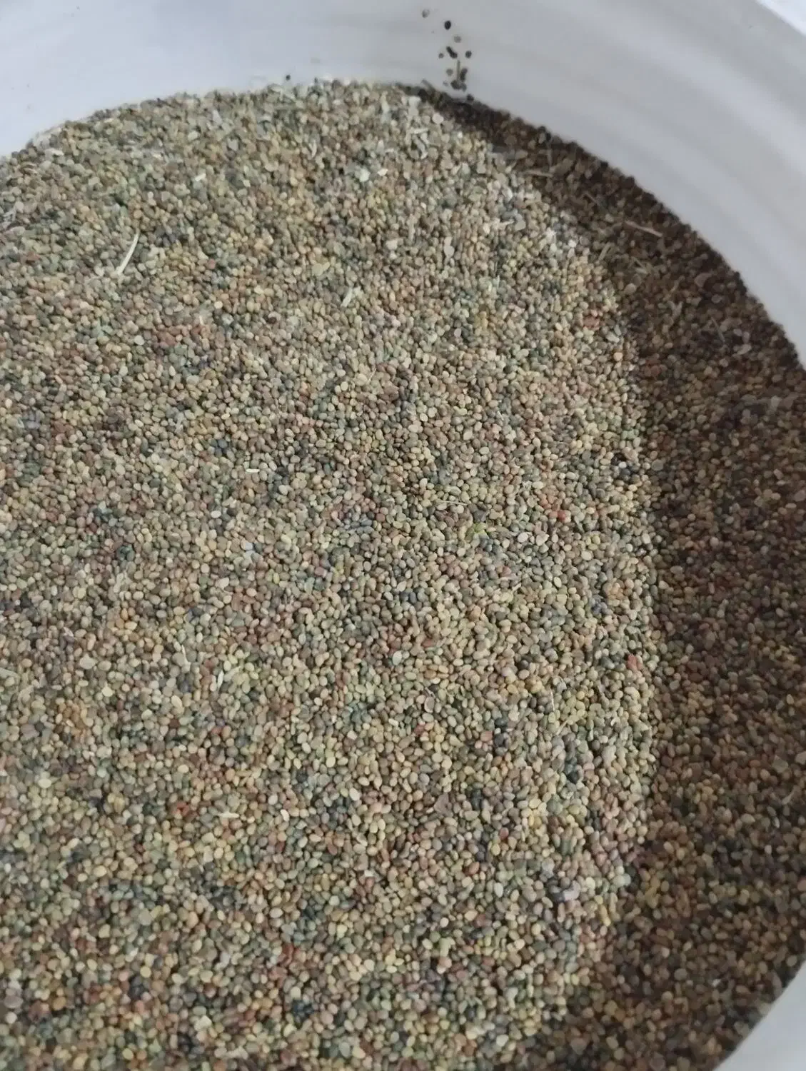 تیم شبدر|خدمات باغبانی و درختکاری|لردگان, |دیوار