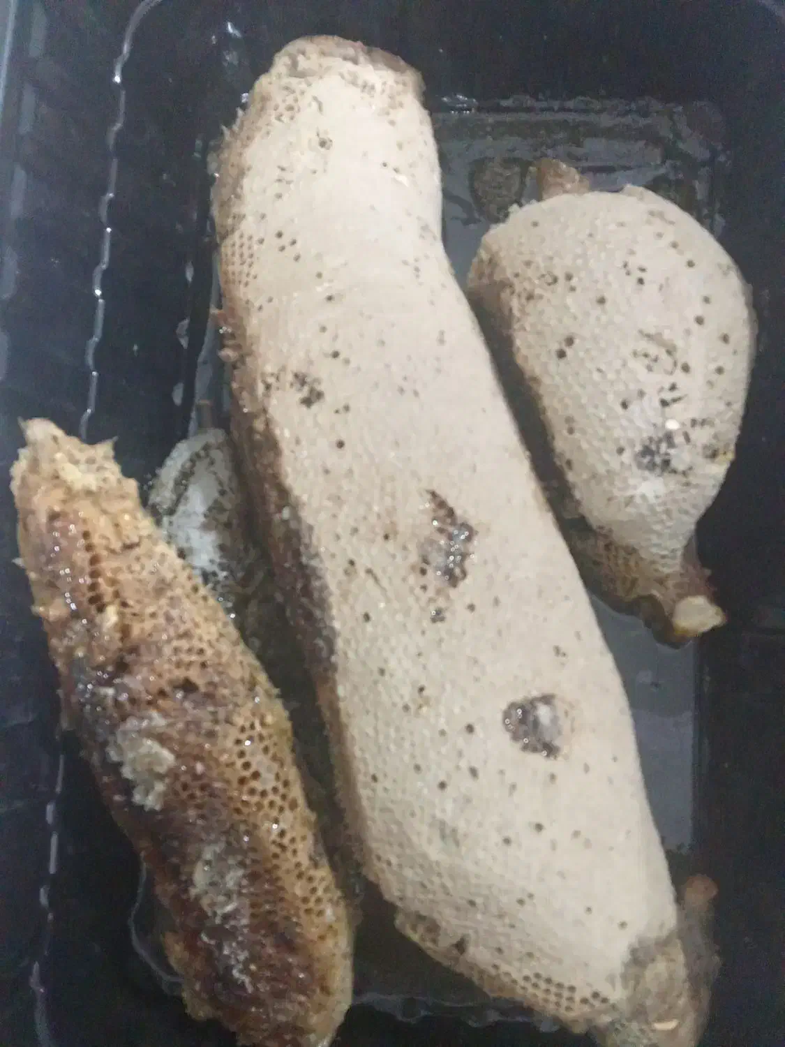 فروش عسل کوهی درجه یک|خوردنی و آشامیدنی|زرین دشت (فارس), |دیوار