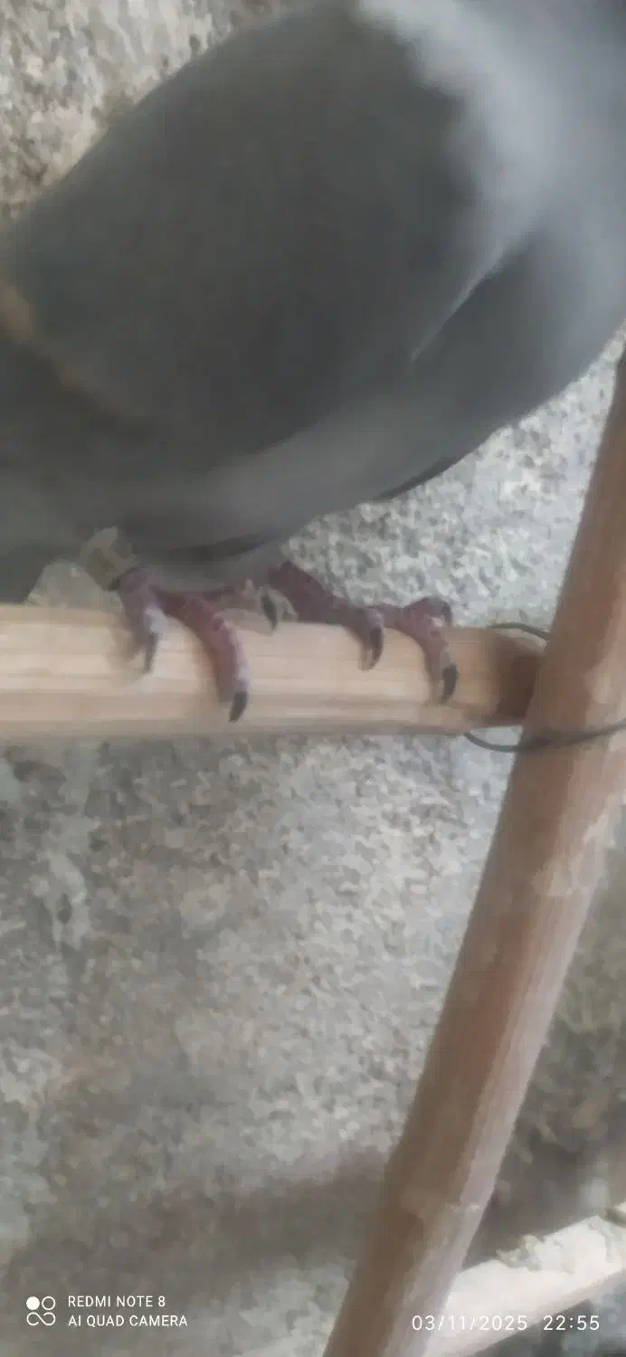 کفتر مسافتی|پرنده|اقبالیه, |دیوار