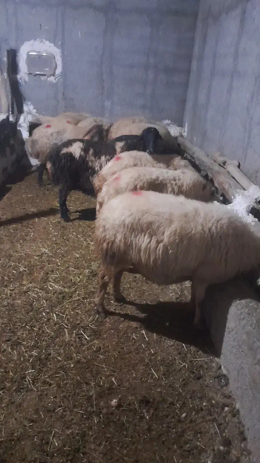 گوسفند ماده و بره|حیوانات مزرعه|دیواندره, |دیوار