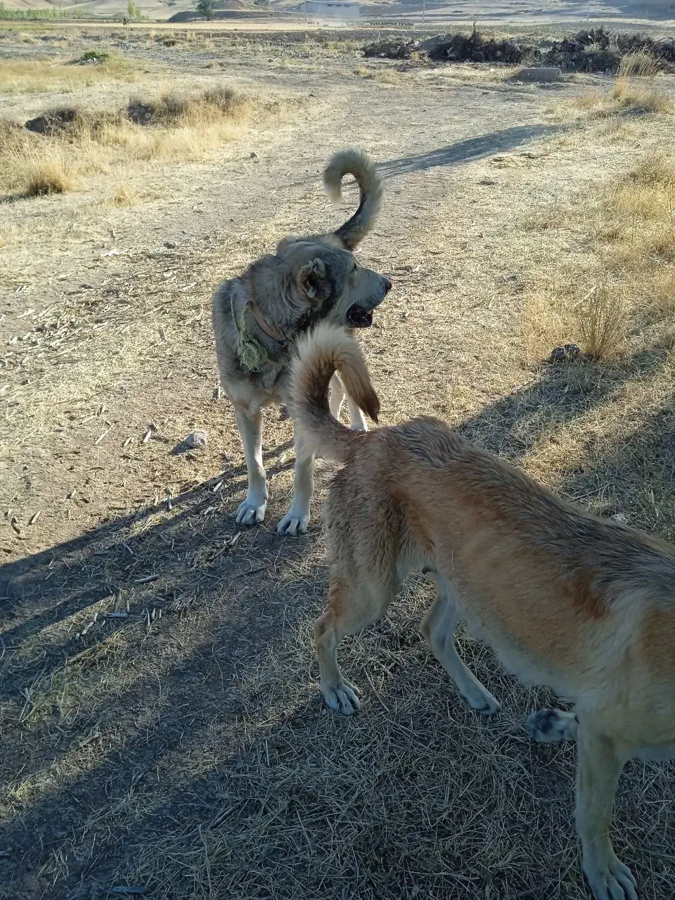 دو تا سگ عراقی|سگ|بستان آباد, |دیوار