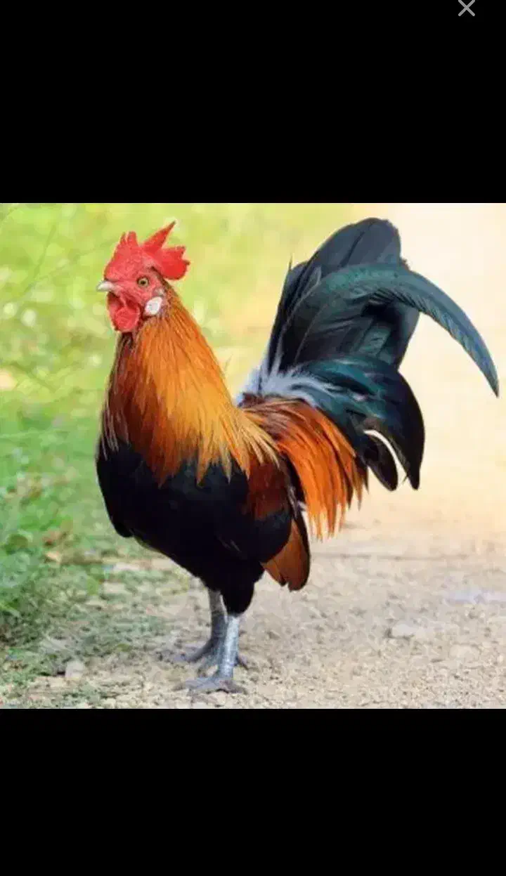 خروس محلی|حیوانات مزرعه|طرقبه, |دیوار