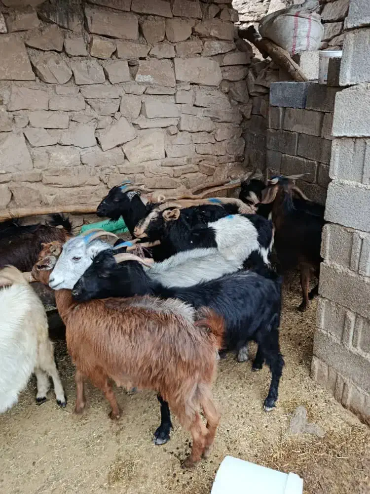 بز داشتی|حیوانات مزرعه|بهبهان, |دیوار