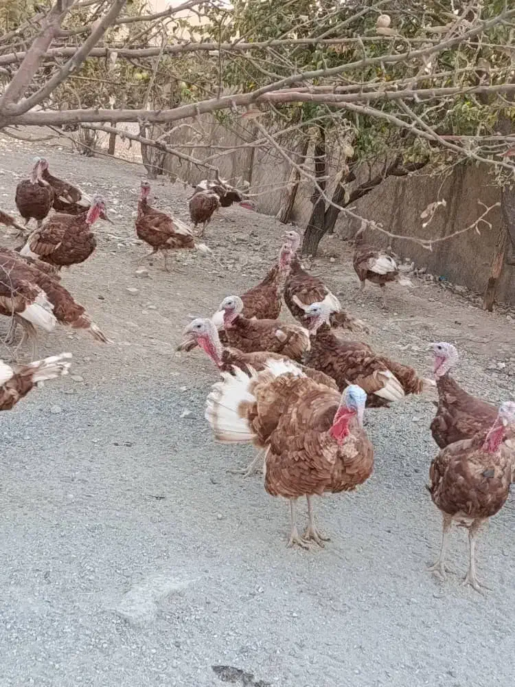 بوقلمون 5 ماهه|حیوانات مزرعه|بوکان, |دیوار