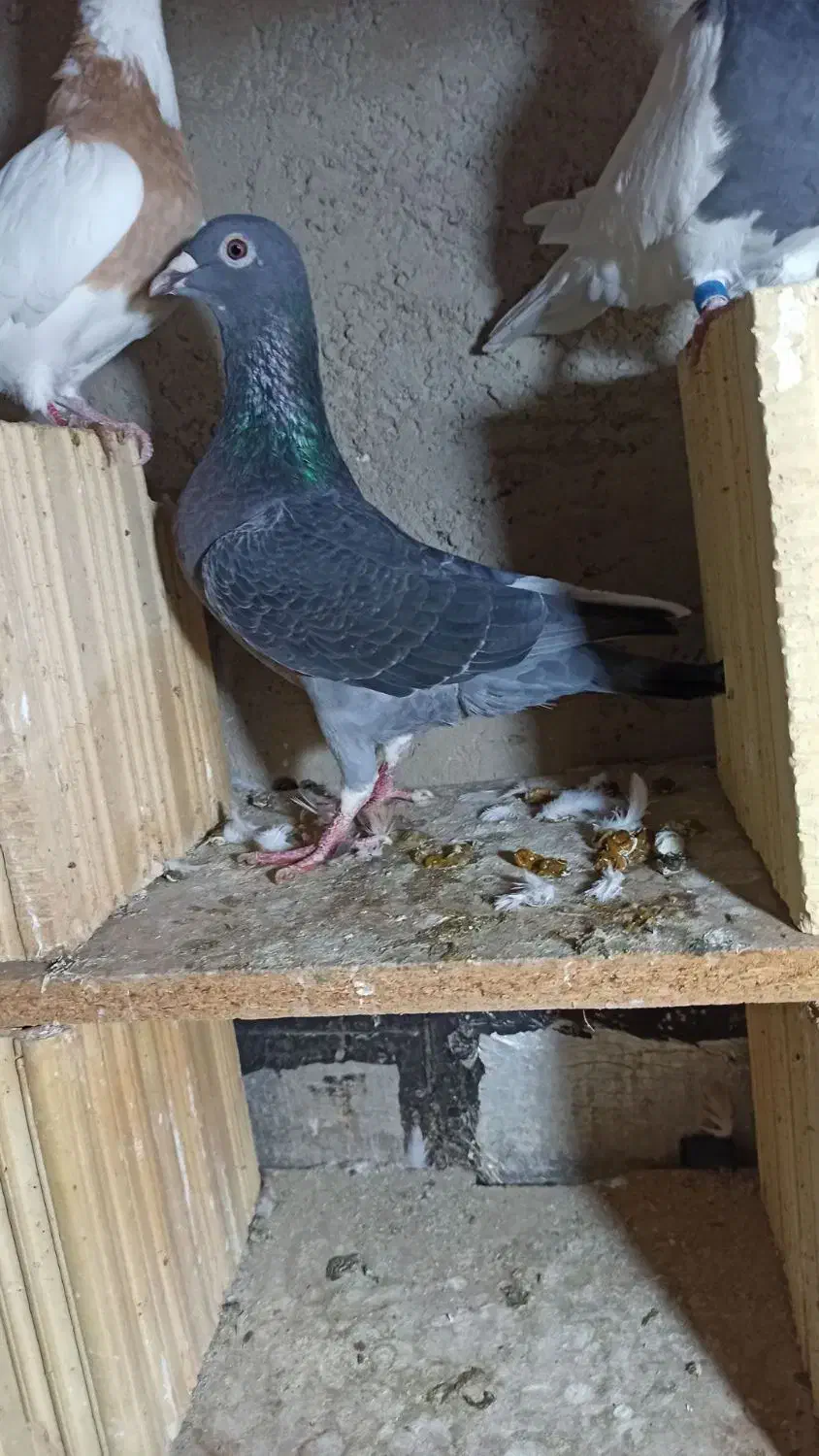 کفتر پلاکی  معاوضه با قلیان|پرنده|نقده, |دیوار