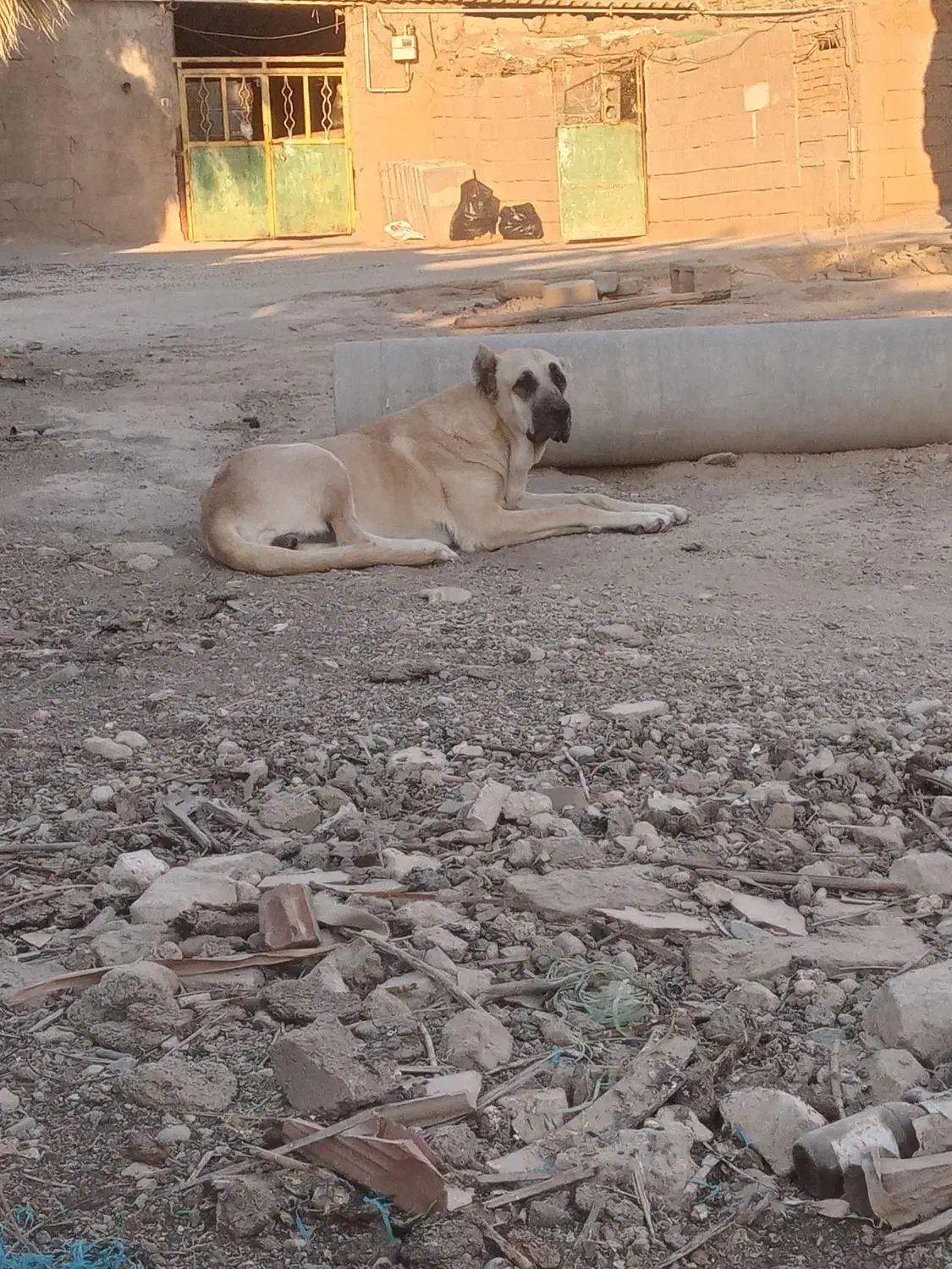 ماده سگ کانگال|سگ|پاکدشت, پاکدشت (مامازند)|دیوار