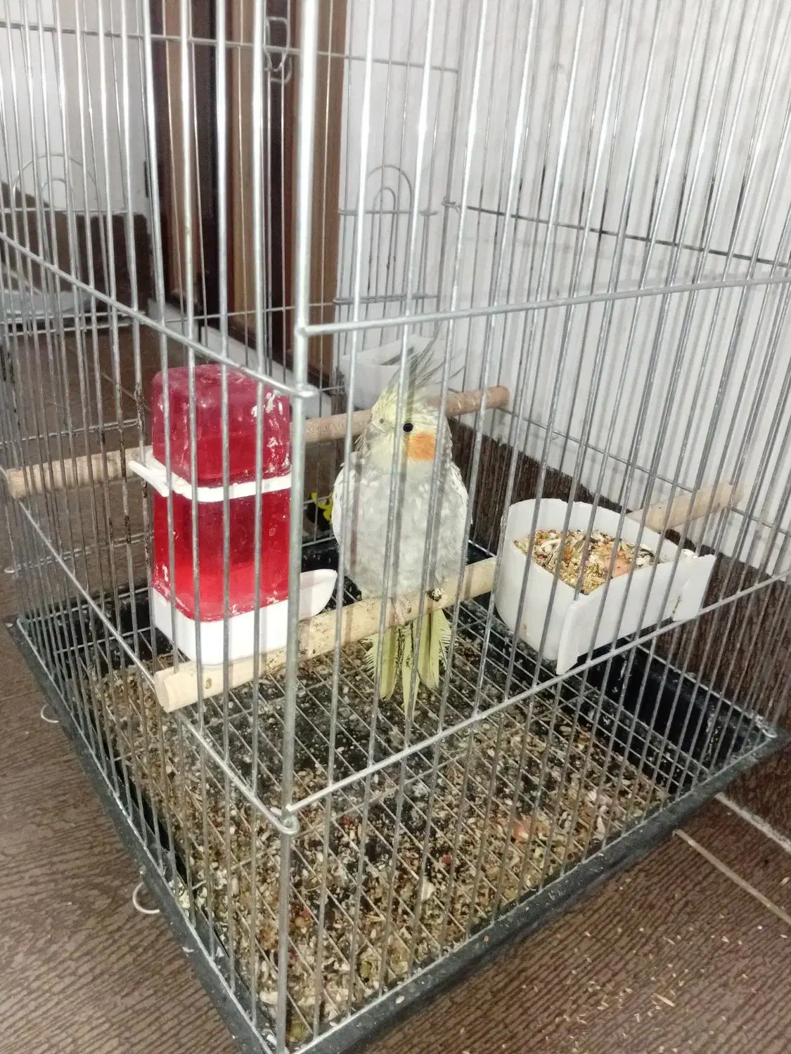 عروس هلندی|پرنده|شیراز, جوادیه|دیوار