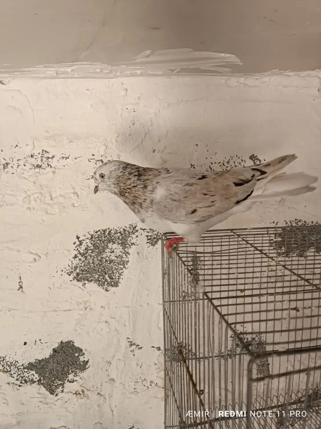 کبوتر|پرنده|دهدشت, |دیوار