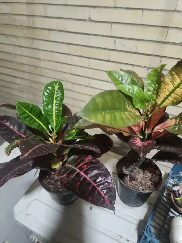 گل های بسیار زیبا|گل و گیاه طبیعی|بندرعباس, |دیوار