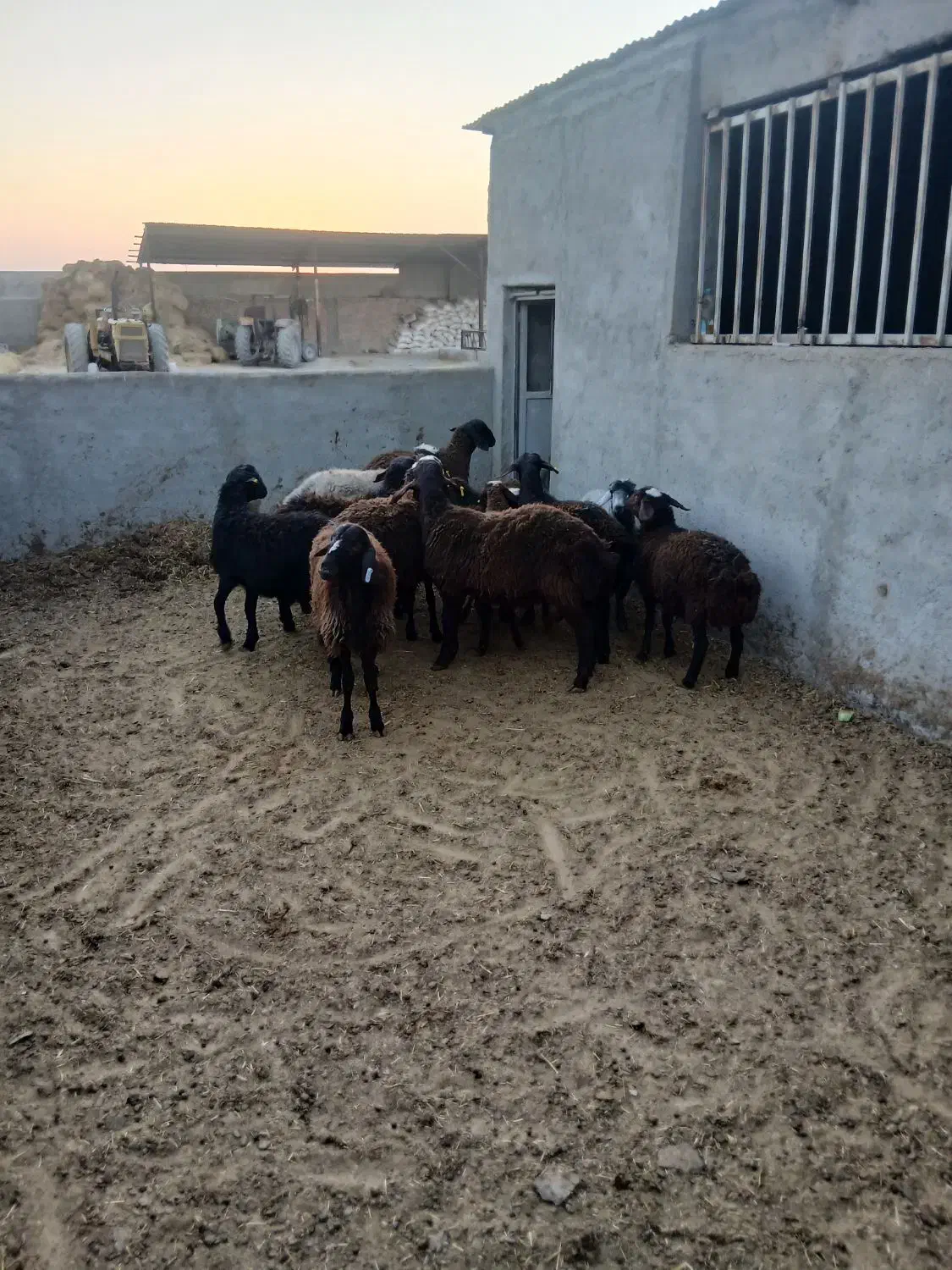 گوسفند زنده باقصاب درمحل|حیوانات مزرعه|نسیمشهر, |دیوار