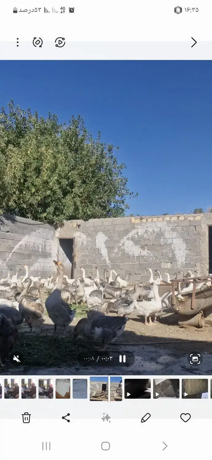 فروش انواع غاز|حیوانات مزرعه|سیرجان, |دیوار