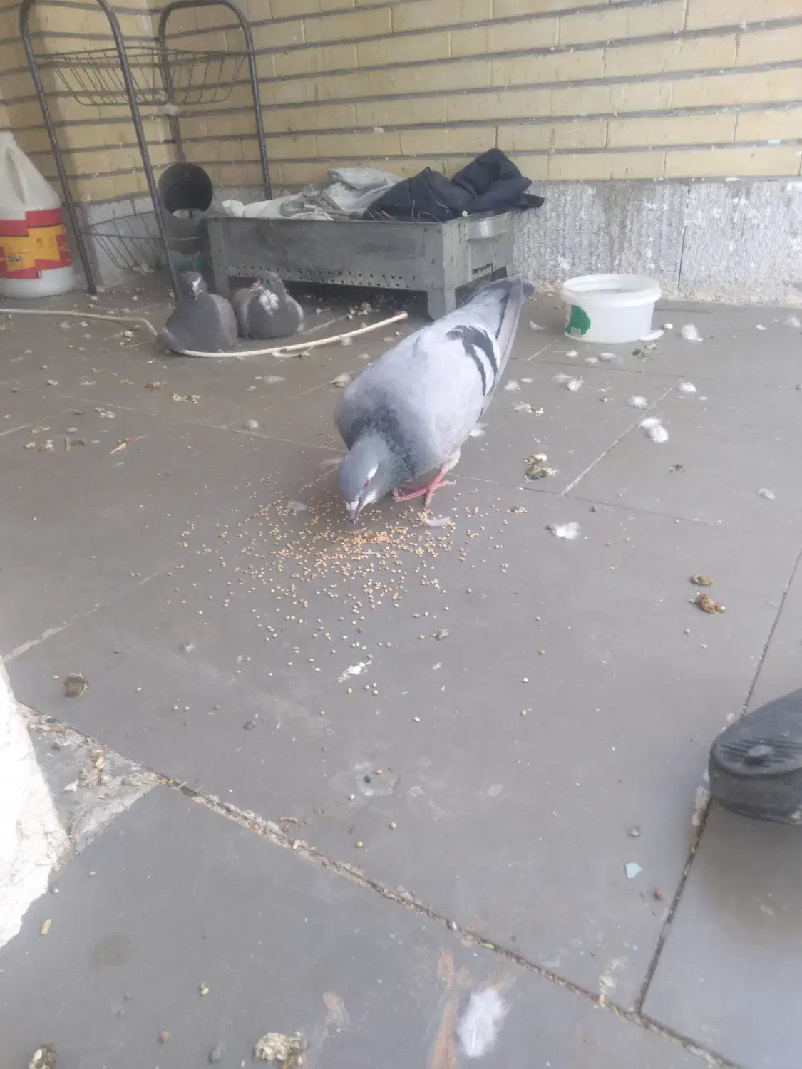 دمگیر سرخ و بغدادی|پرنده|اصفهان, سپاهانشهر|دیوار