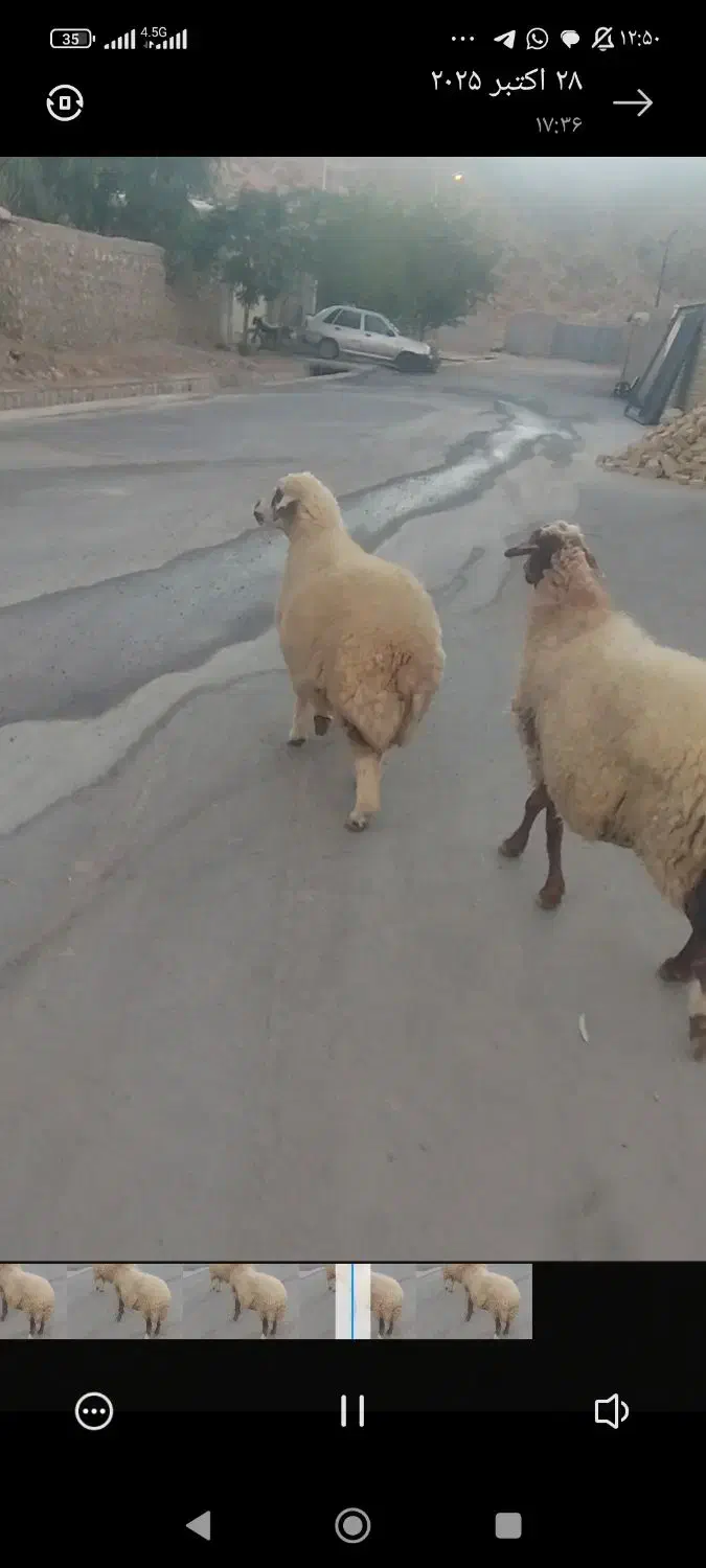 دوعدد میش جوان. دره شهر|حیوانات مزرعه|دره شهر, |دیوار