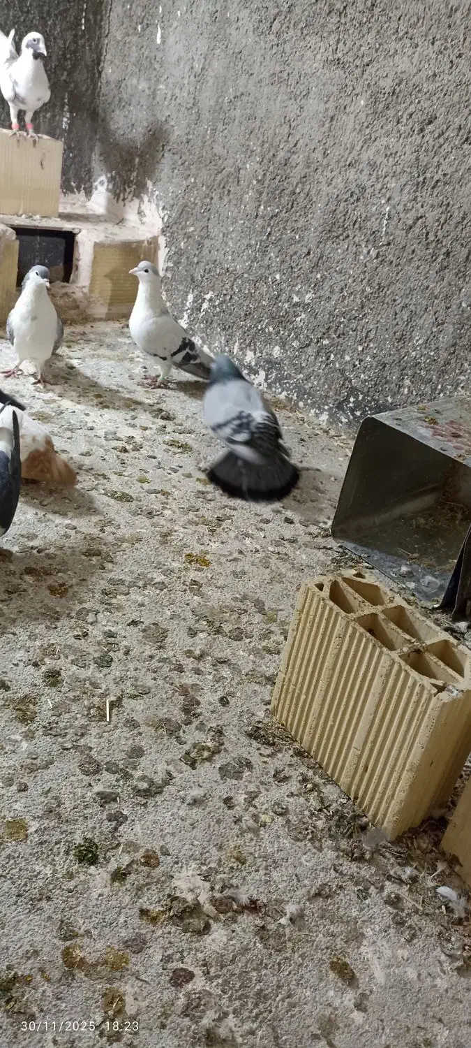 کفتر رنگه آلمانی جفتگاع پرشی کبوتر فروش فوری|پرنده|مشهد, کشف|دیوار