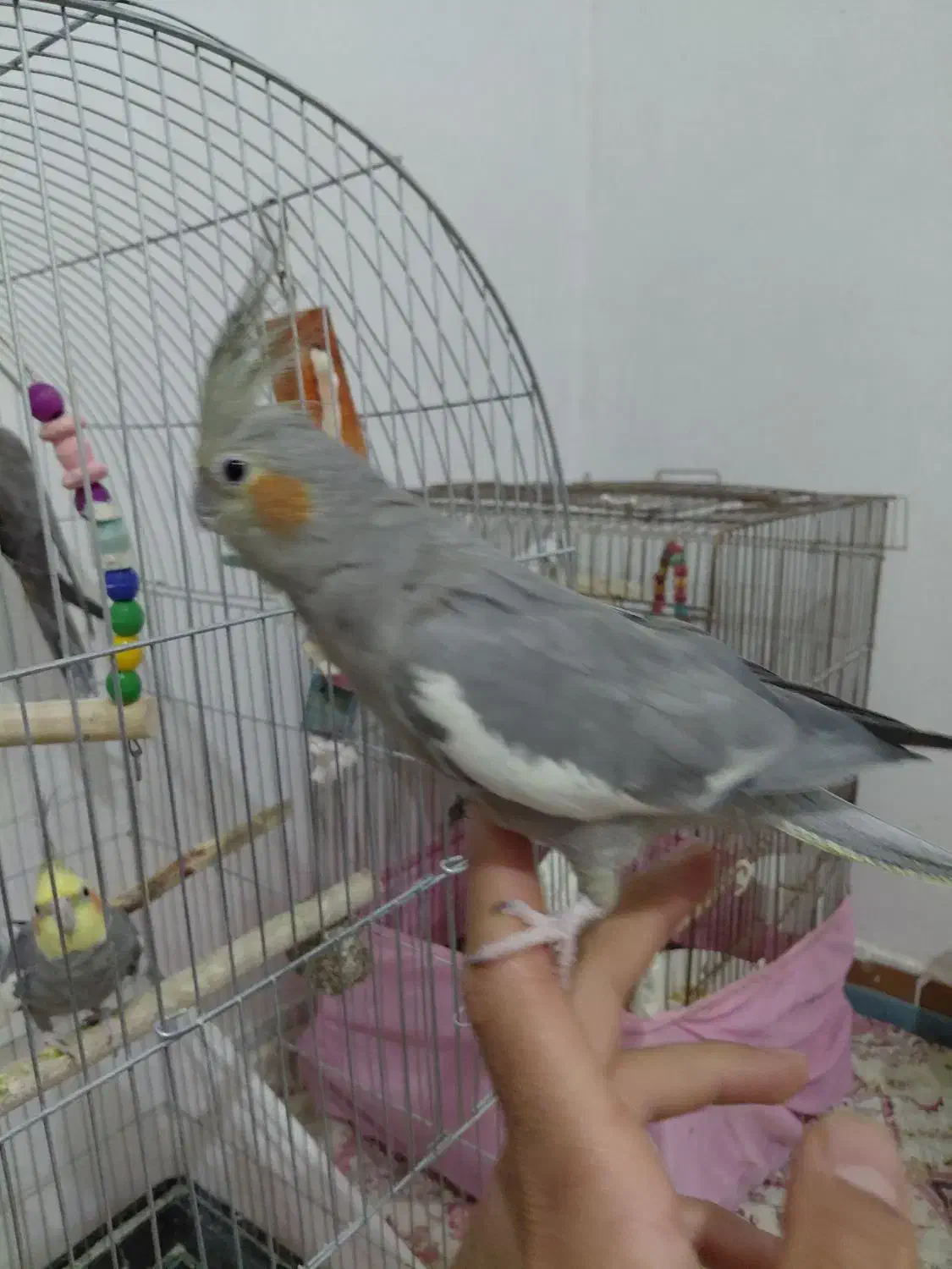 عروش هلندی|پرنده|اصفهان, عمان سامانی|دیوار