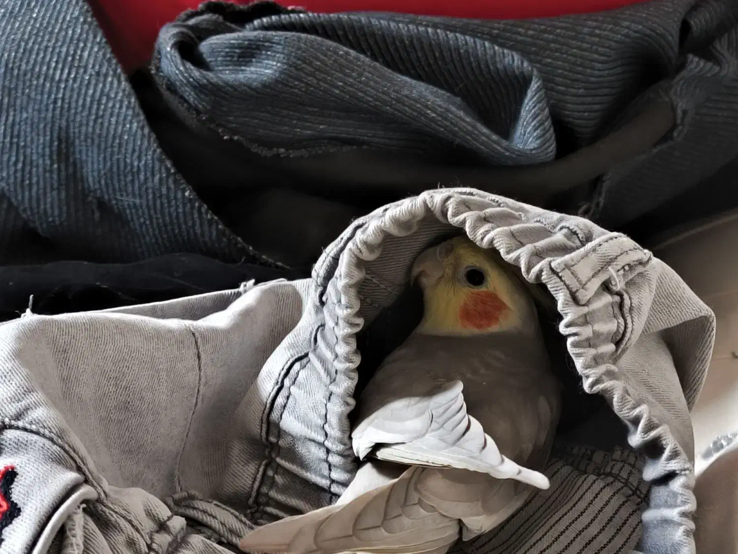 عروس هلندی نر|پرنده|دالاهو, |دیوار