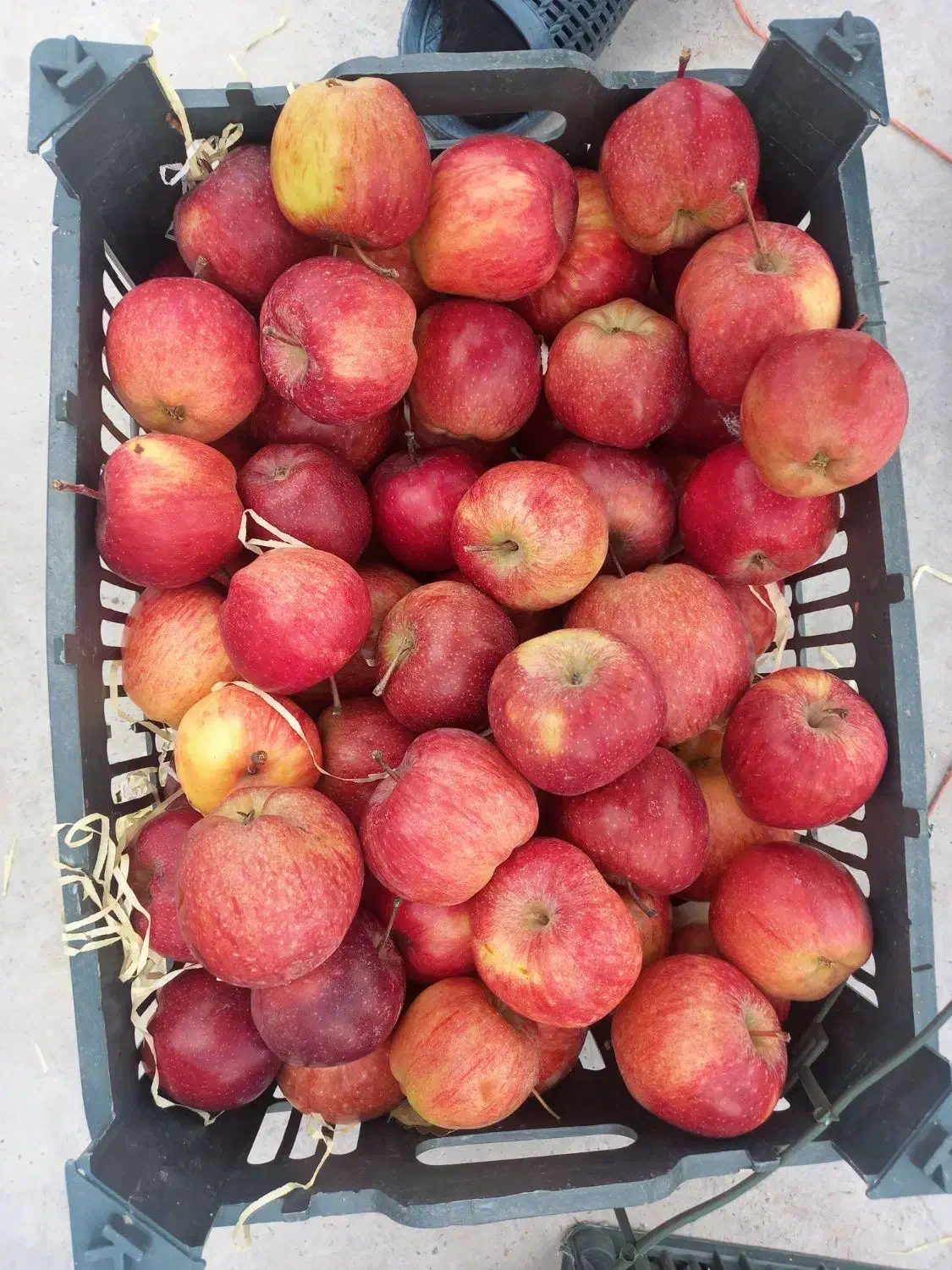 سیب درجه ۲|خوردنی و آشامیدنی|اشنویه, |دیوار