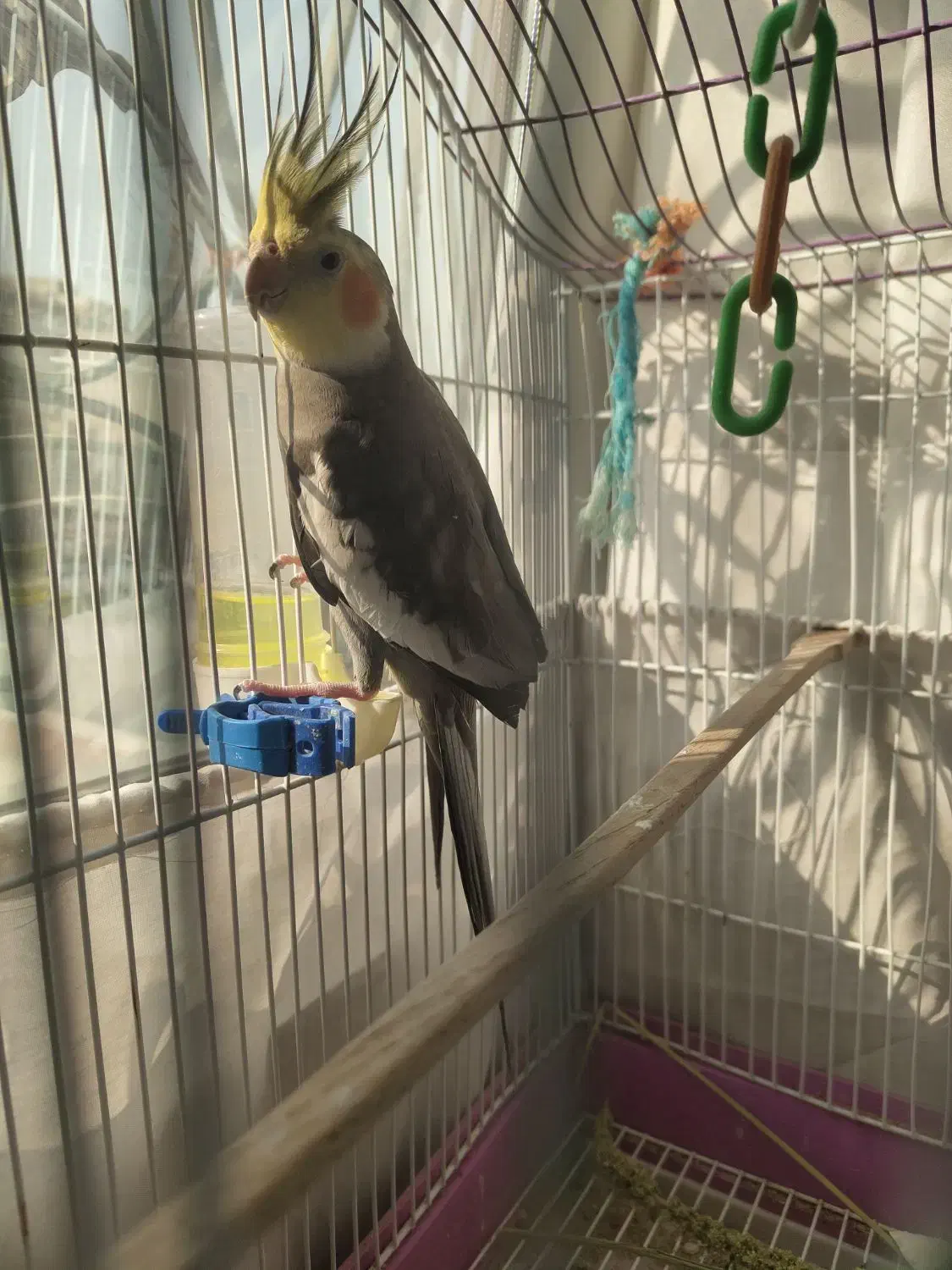 عروس هلندی نر مست|پرنده|تهران, دانشگاه شریف|دیوار