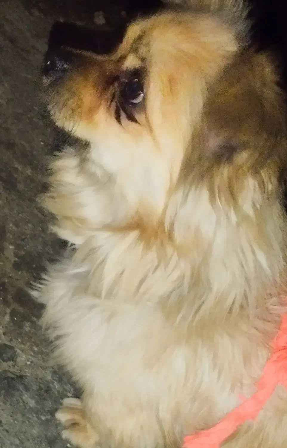 سگ اشپیتز|سگ|اسلامآباد غرب, |دیوار