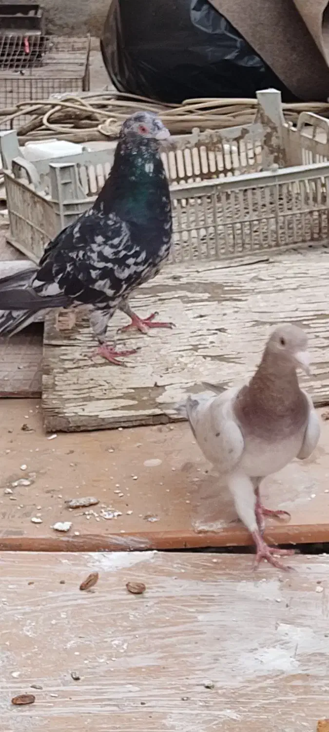 کبوتر کوهی دورگ سیاه|پرنده|اهواز, شهرک اکباتان|دیوار