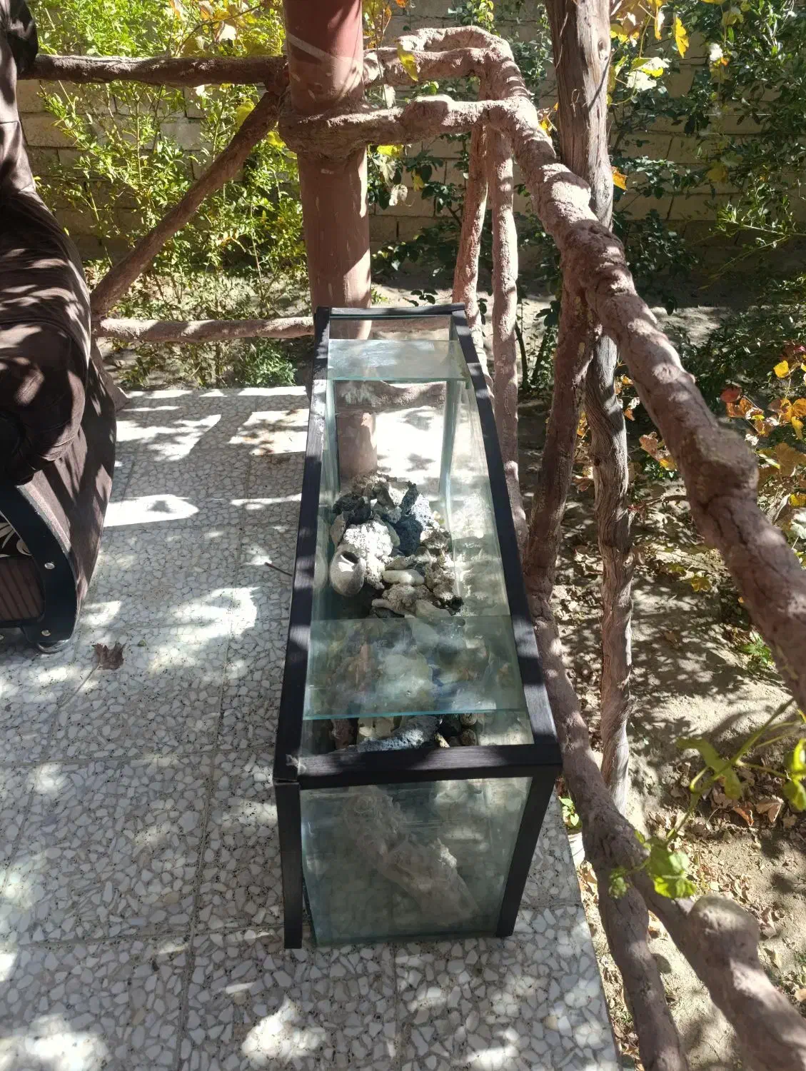 آکواریوم|ماهی|انزل, |دیوار