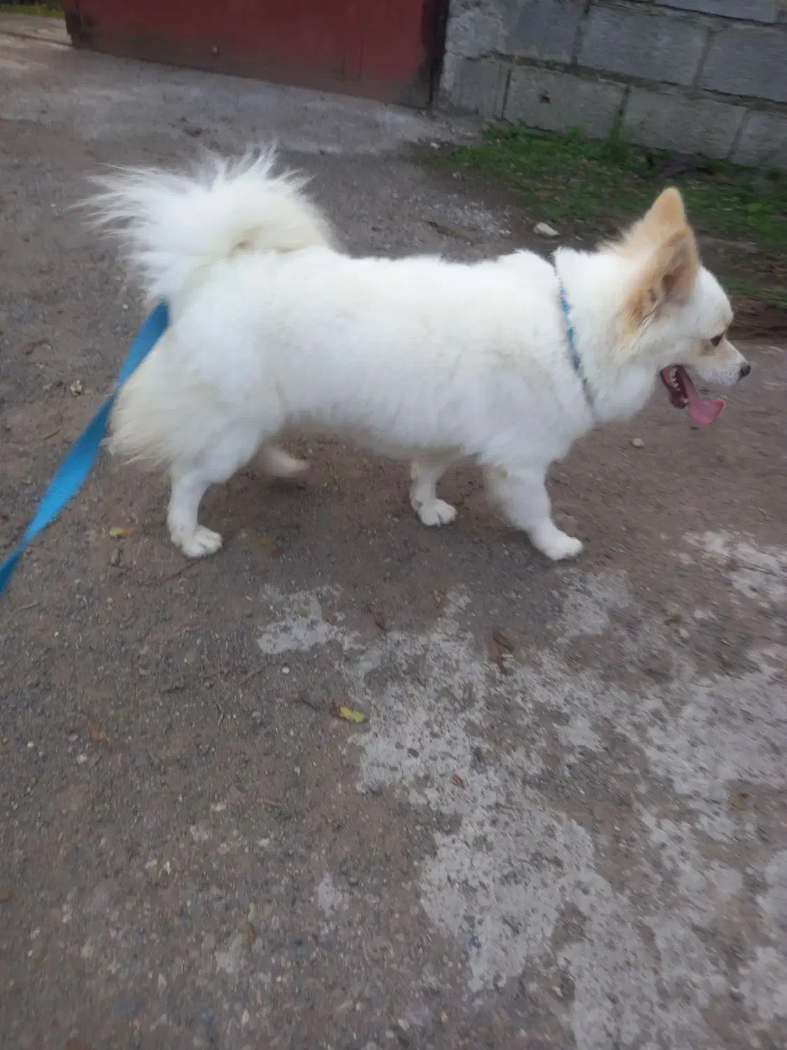 سگ پاکوتاه پامرانین|سگ|آستانه اشرفیه, |دیوار