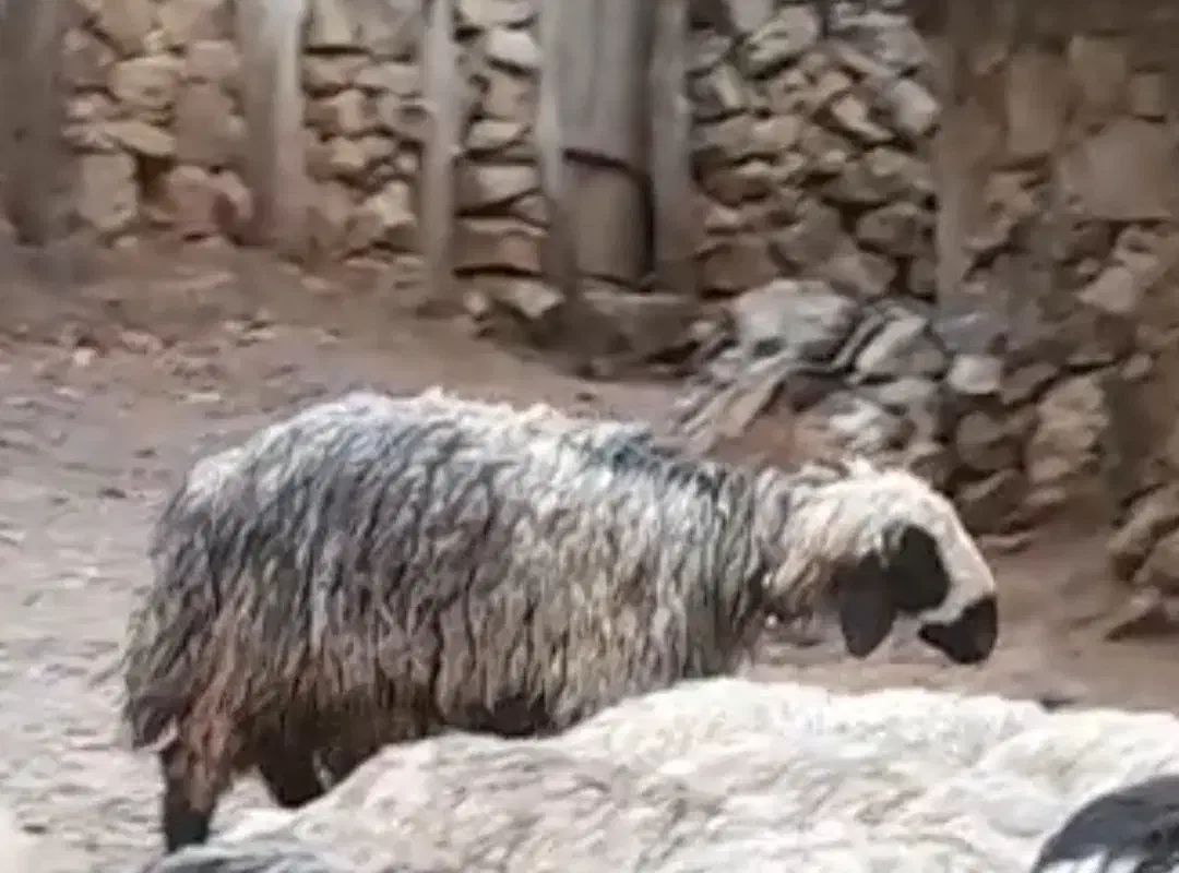 گمشده|حیوانات|دهدشت, |دیوار