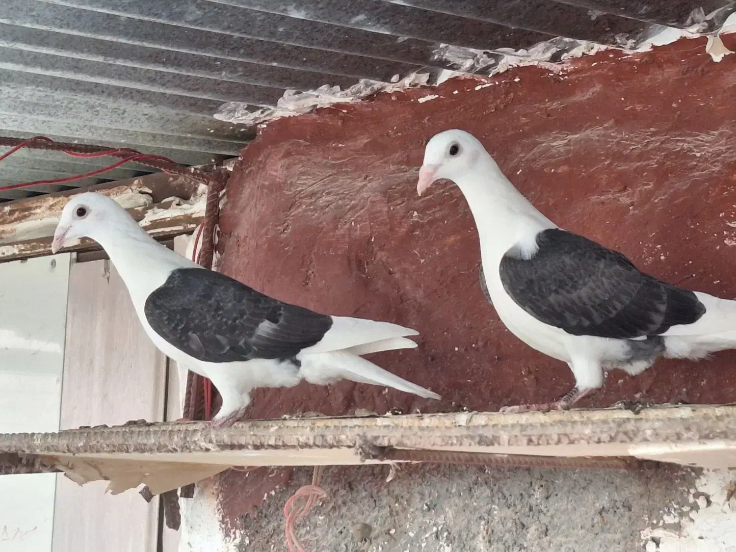 کبوتر|پرنده|برازجان, |دیوار