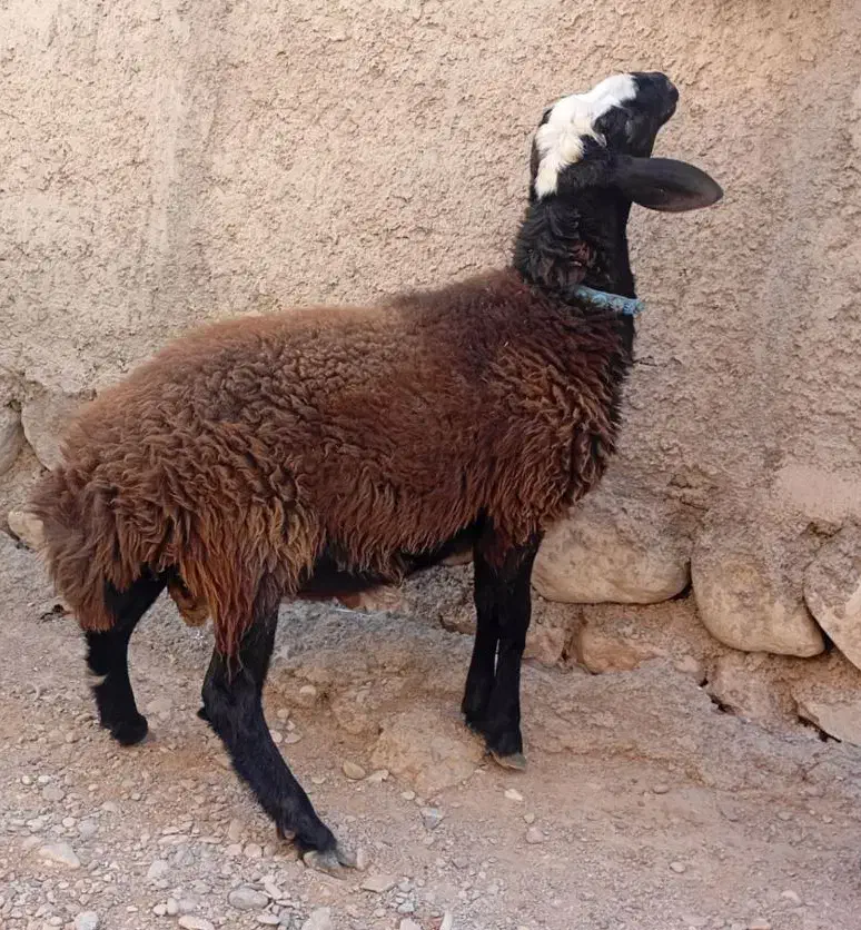 بره قوچ شال اصیل|حیوانات مزرعه|ملکشاهی, |دیوار