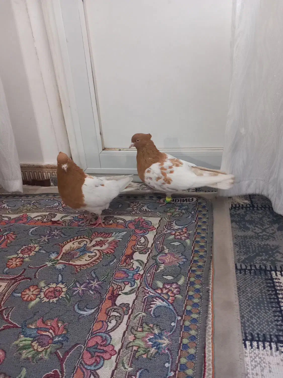 کله زرد نروماده|پرنده|اقبالیه, |دیوار