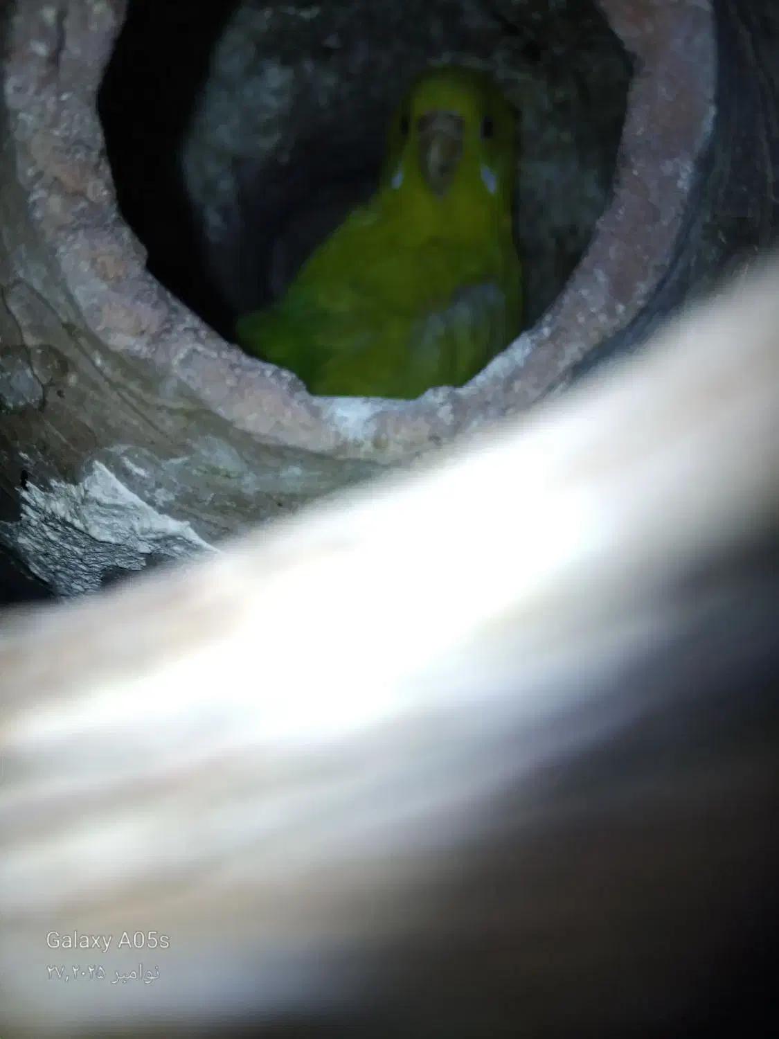 یک جفت مرغ عشق فروشی  معاوضه هم دارم|پرنده|بردسکن, |دیوار