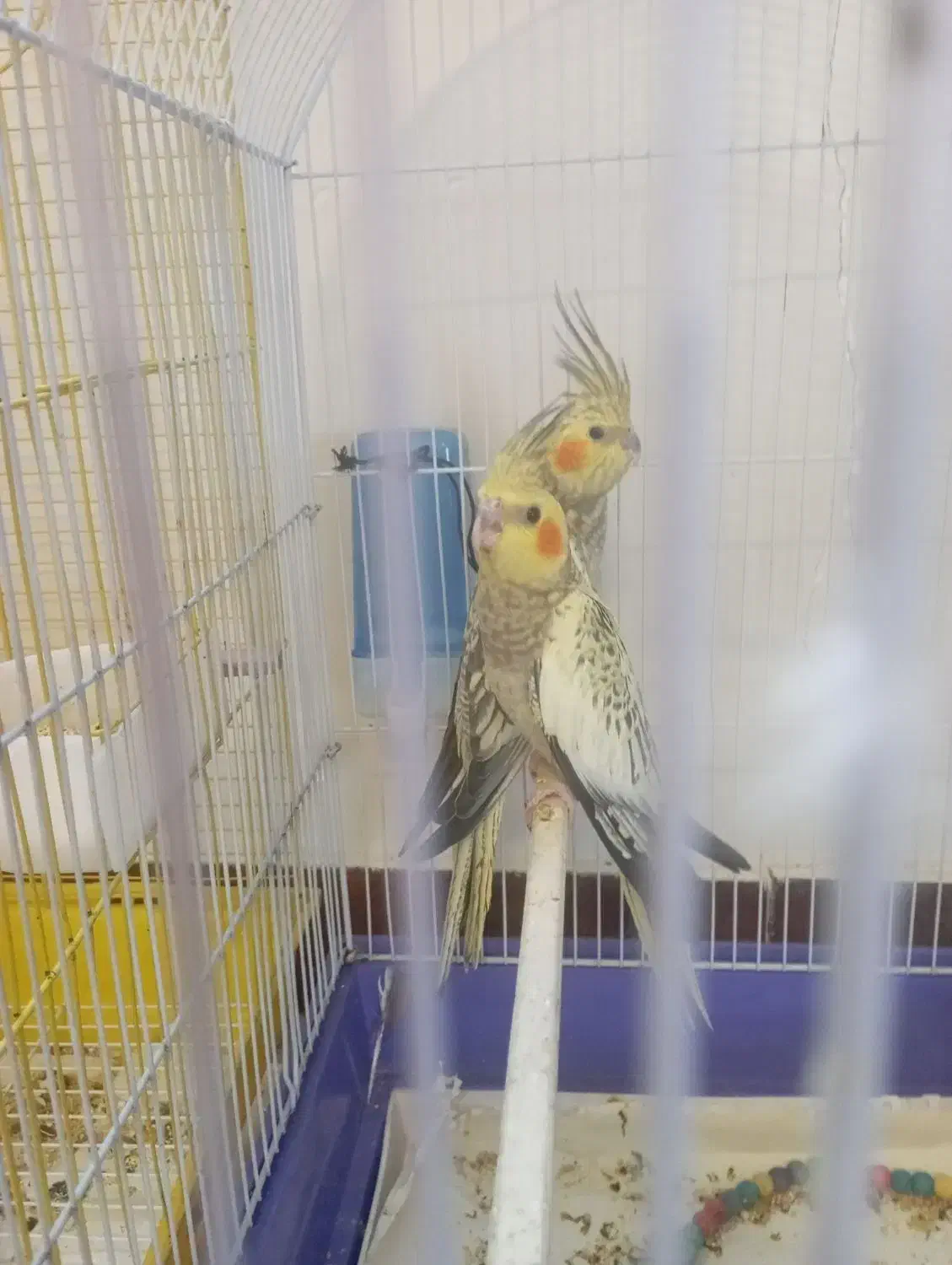 فروش عروس هلندی|پرنده|فردیس, شهرک راه آهن|دیوار