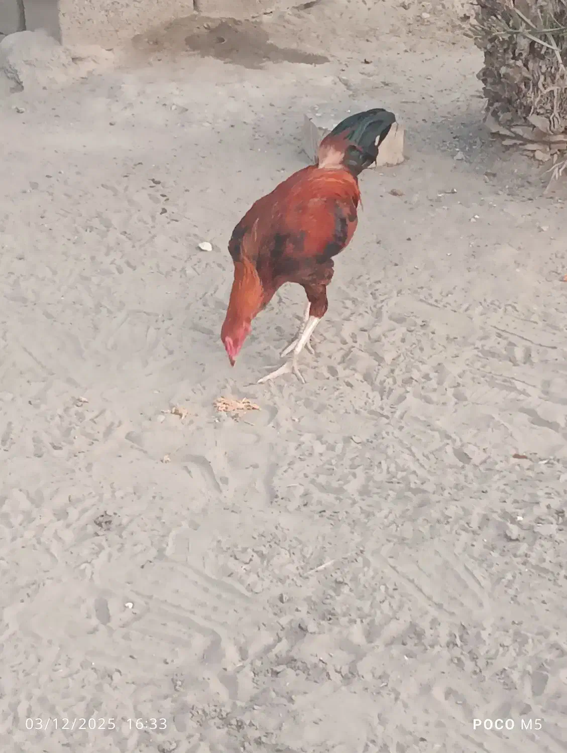 خروس|حیوانات مزرعه|تخت, |دیوار