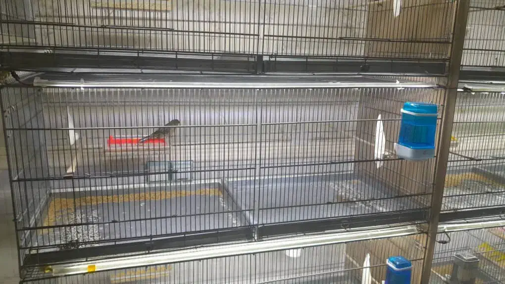 هشت خان غلامی|لوازم جانبی حیوانات|شاهدشهر, |دیوار