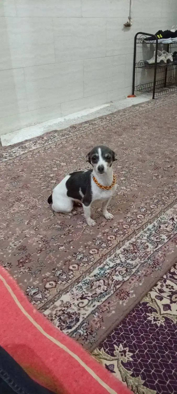 چیواوا|سگ|شیراز, سعدیه شمالی|دیوار