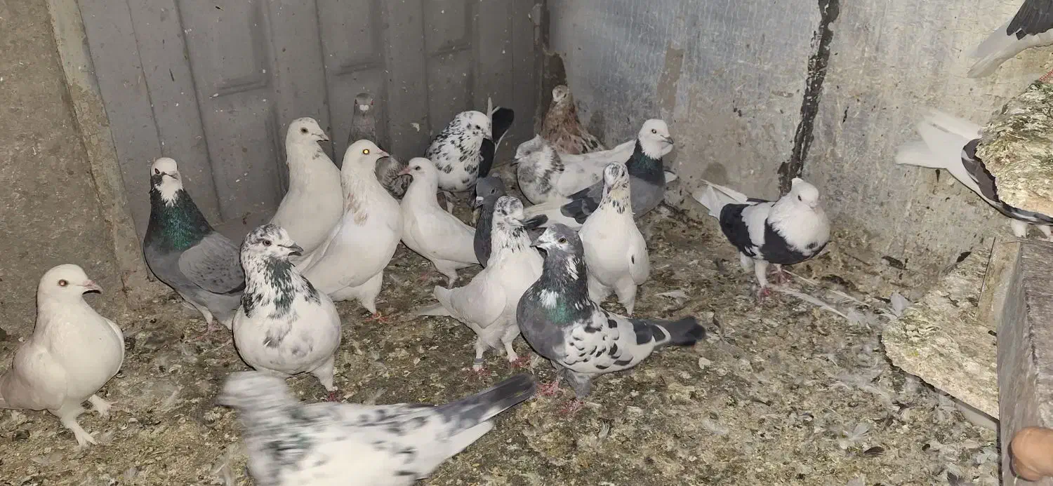 نزدیک ۴۰ تا کفتر پرشی یه جا ۸ تومن تخفیفم میدم|پرنده|نظرآباد, حسن آباد سالم|دیوار