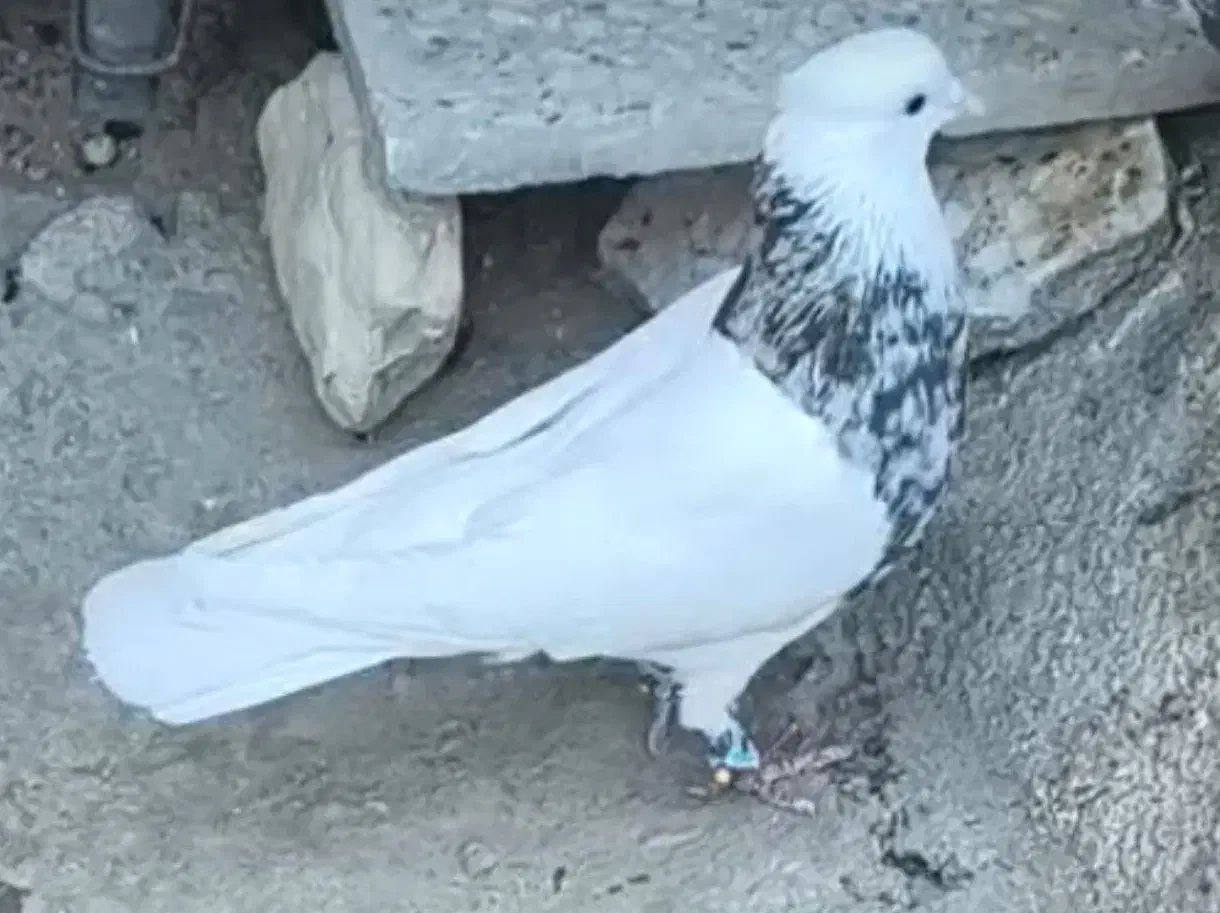 توضیحات بخون بعد پیام بده|پرنده|لوداب, |دیوار