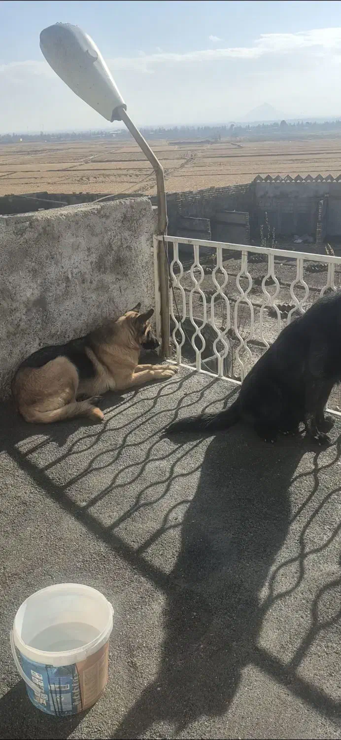 ژرمن بلک وژرمن ماده|سگ|لنجان, |دیوار