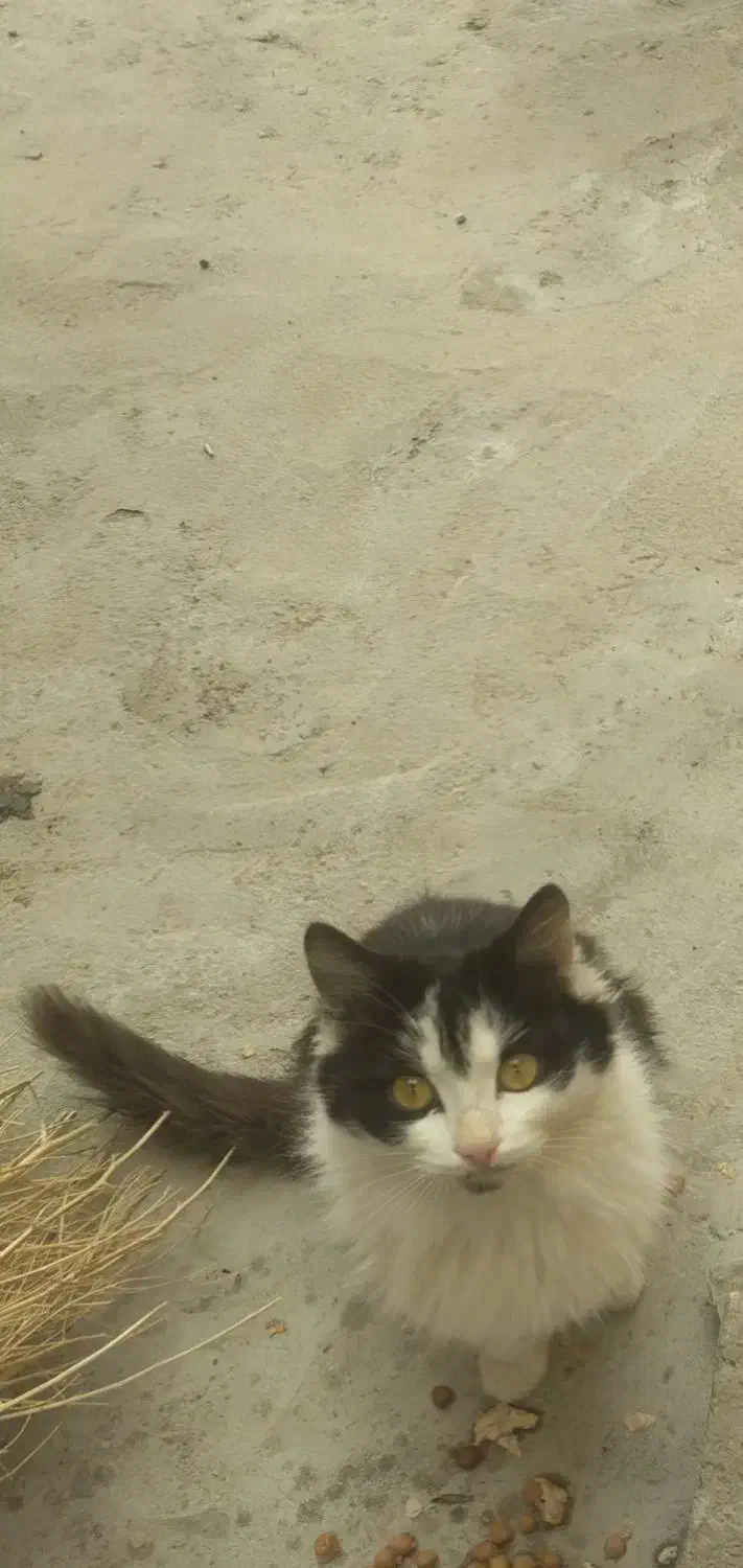 گربه|گربه|بوکان, |دیوار