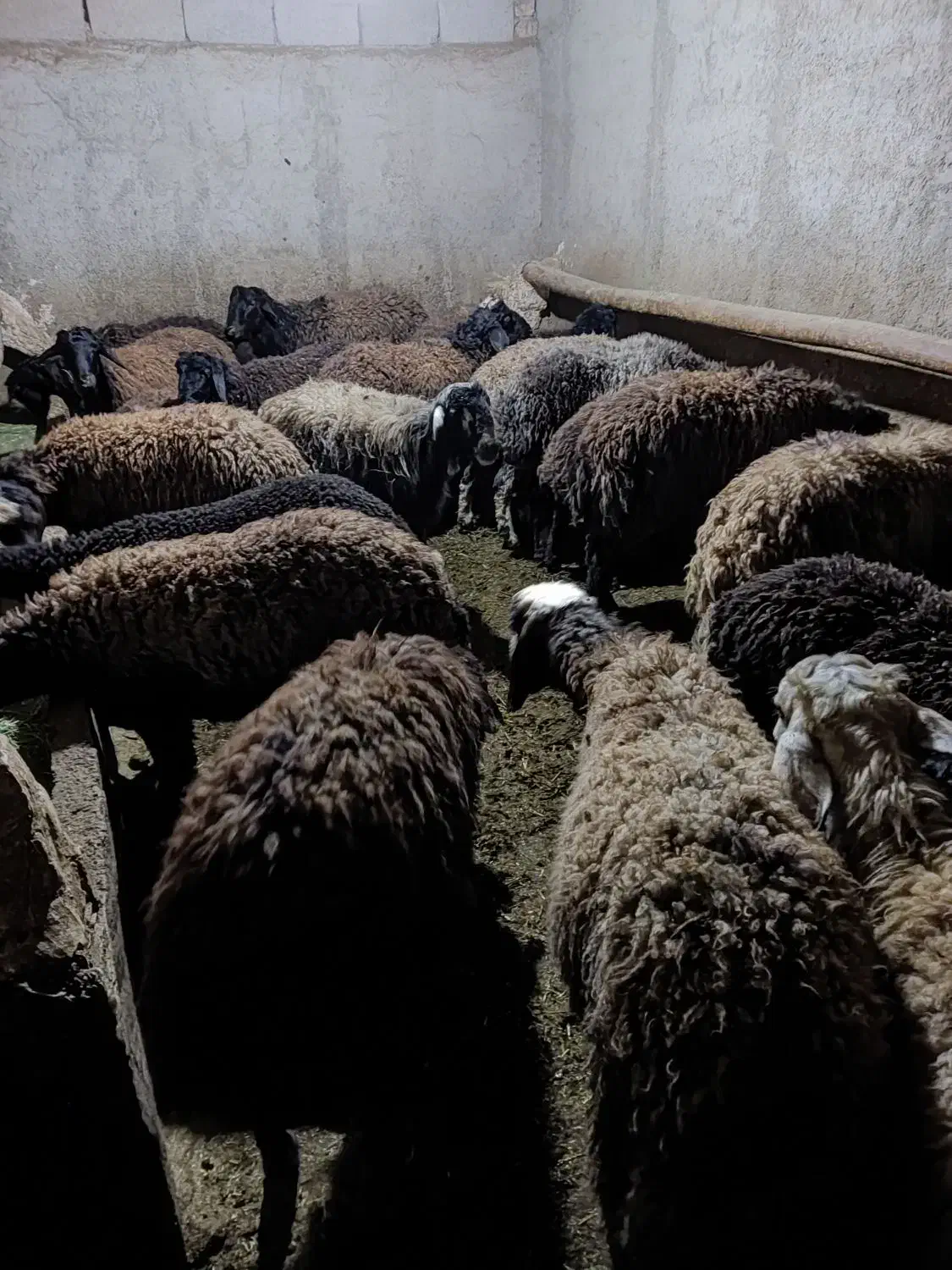 بره نر پای پروار|حیوانات مزرعه|بزینه رود, |دیوار