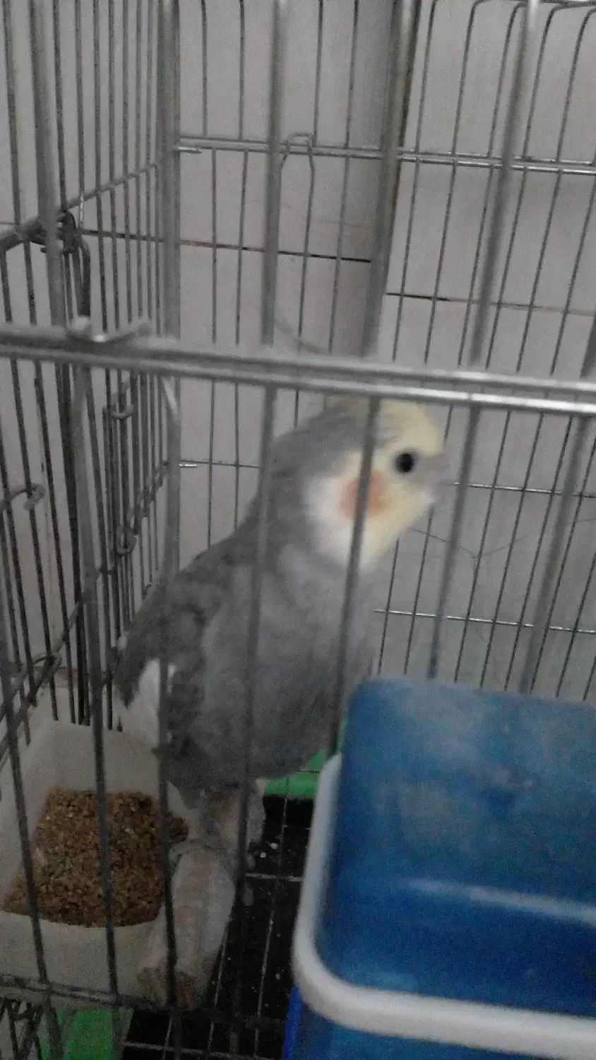 عروس هلندی نر|پرنده|محمدشهر, ولدآباد|دیوار